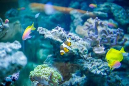 Boutiquehotel Das Tyrol - image 11